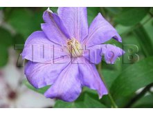 Clematis hybriden Mrs Cholmondeley Клематис гибридный Миссис Шолмондели 2-3 (средняя) 2 ltr &#8364; 6,04 453,21р..jpg