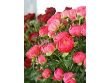 Paeonia lactiflora Coral Sunset Пион молочноцветковый Корал Сансет &#8364; 2,60 189,80руб..jpg