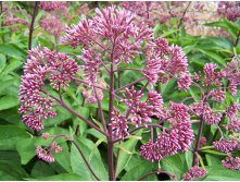 Eupatorium maculatum Atropurpureum Посконник пятнистый Атропурпуриум &#8364; 0,75 54,75руб..jpg