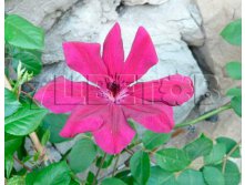 Clematis hybriden Allanah Клематис гибридный Алланах 3 (сильная) 2 ltr &#8364; 6,04 453,21р..jpg