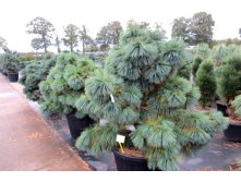 403,5.  Pinus x schwerinii Wiethorst ( 1,5)