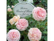 Rosa floribunda Garden Of Roses.jpg