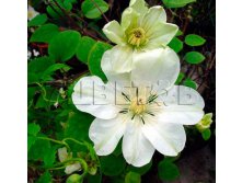 Clematis hybriden Guernsey Cream Клематис гибридный Гернси Крим 2 (слабая) 2 ltr &#8364; 6,04 453,21р..jpg