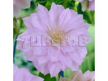 Clematis hybriden Belle of Woking Клематис гибридный Бэлль оф Уокинг 2 (слабая) 2 ltr &#8364; 6,04 453,21р..jpg