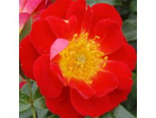 Rosa patio Bienenweide Hellrot.jpg