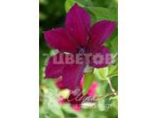 Clematis hybriden Perida Клематис гибридный Перида 3 (сильная) 2 ltr &#8364; 6,57 492,58р..jpg