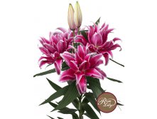 57,68.  ROSELILY (   5 .,   1.)17.jpg