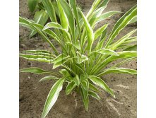 Hosta Sandhill Crane Хоста Сандхилл Крейн &#8364; 1,96 143,08руб..jpg
