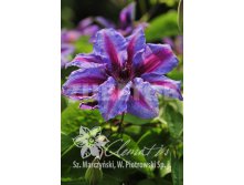 Clematis hybriden Akaishi Клематис гибридный Акаиши 2 (слабая) 2 ltr &#8364; 6,04 453,21р..jpg