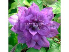Clematis hybriden Kiri Te Kanawa Клематис гибридный Кири Тэ Канава 2 (слабая) 2 ltr &#8364; 6,57 492,58р..jpg