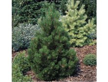 424,6.  Pinus heldreichii Malinkii ( 1,5)