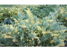 105,7.  Juniperus x pfitzeriana Blue and Gold_P10,5 rond.jpg