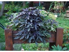   &#8221;Sweet Georgia&#8221;  (Ipomoea batatas)