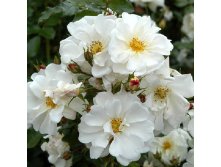 Rosa groundcover Diamant.jpg