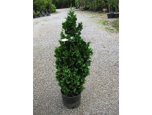  Thuja occidentalis Zmatlik-102,50.jpg