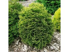  Thuja occidentalis Waterfield-107,80.jpg