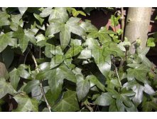 Hedera helix Bialystok    2 ltr &#8364; 4,74 355,33..jpg