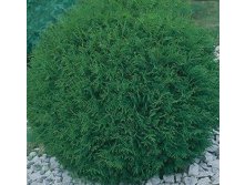 139,5.  Thuja occidentalis Little Boy_P9 15-20.jpg