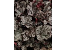 Heuchera Carnival Plum Crazy Гейхера Карнавал Плум Крейзи &#8364; 2,19 159,87руб..jpg