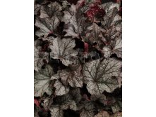 Heuchera Carnival Plum Crazy     &#8364; 2,19 159,87..jpg