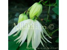 Clematis alpina Lemon Dream Клематис альпийский Лемон Дрим 1 (без обрезки) 2 ltr &#8364; 6,57 492,58р..jpg