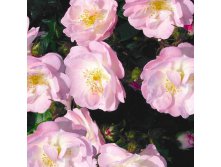 Rosa climbing Perennial Blush.jpg