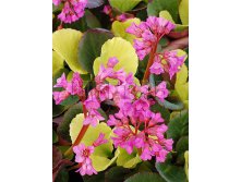 Bergenia Lunar Glow  &#8364; 2,59 189,07 &#8381;.jpg