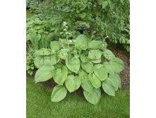 Hosta x T-Rex Хоста Ти-Рекс &#8364; 1,16 84,68руб..jpg