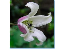 Clematis viticella Elf Клематис фиолетовый Эльф 3 (сильная) 2 ltr &#8364; 6,57 492,58р..jpg