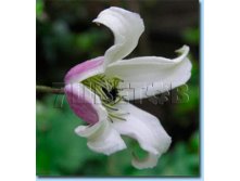 Clematis viticella Elf    3 () 2 ltr &#8364; 6,57 492,58..jpg