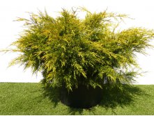 92.  Juniperus chinensis Kuriwao Gold.jpg