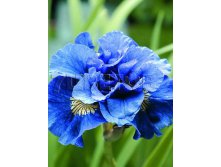 Iris sibirica Concord Crush     &#8364; 1,19 86,87..jpg