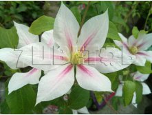 Clematis hybriden Andromeda Клематис гибридный Андромеда 2 (слабая) 2 ltr &#8364; 6,57 492,58р..jpg