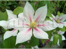 Clematis hybriden Andromeda    2 () 2 ltr &#8364; 6,57 492,58..jpg