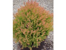 165,9.  Thuja occidentalis Fire Chief_P10.5.jpg