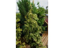  Thuja plicata Zebrina-70,80