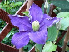Clematis hybriden Piotr Skarga Клематис гибридный Пётр Скарга 2 (слабая) 2 ltr &#8364; 6,04 453,21р..jpg