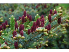 308,4.  Picea abies Acrocona 2_P9.jpg