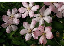 Clematis viticella Ai-Nor Клематис фиолетовый Айн-Нор 2 (слабая) 2 ltr &#8364; 6,04 453,21р..jpg