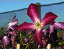 Clematis viticella Walenburg Клематис фиолетовый Валенбург 3 (сильная) 2 ltr &#8364; 6,04 453,21р..jpg
