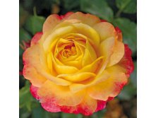 Rosa floribunda Rose Der Hoffnung.jpg