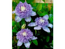 Clematis hybriden Blue Light Клематис гибридный Блю Лайт 2 (слабая) 2 ltr &#8364; 6,57 492,58р..jpg