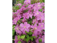 Clematis hybriden Danuta Клематис гибридный Данута 3 (сильная) 2 ltr &#8364; 6,04 453,21р..jpg