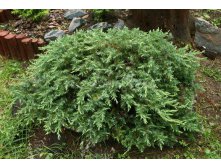 86,7.  Juniperus conferta Schlager_P9 15-20.jpg