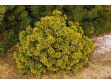 583.  Pinus mugo Winter Gold (50 )