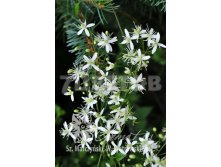 Clematis flammula Клематис жгучий 2-3 (скорее сильная) 2 ltr &#8364; 6,04 453,21р..jpg