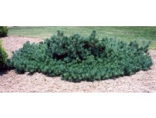 403,5.  Pinus sylvestris Albyns ( 1,5)