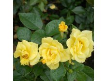 Rosa floribunda Bayerngold.jpg