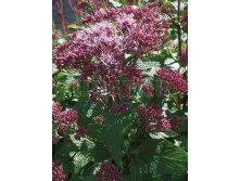 Eupatorium maculatum Red Dwarf Посконник пятнистый Ред Двафт &#8364; 1,44 105,12руб..jpg