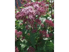 Eupatorium maculatum Red Dwarf     &#8364; 1,44 105,12..jpg